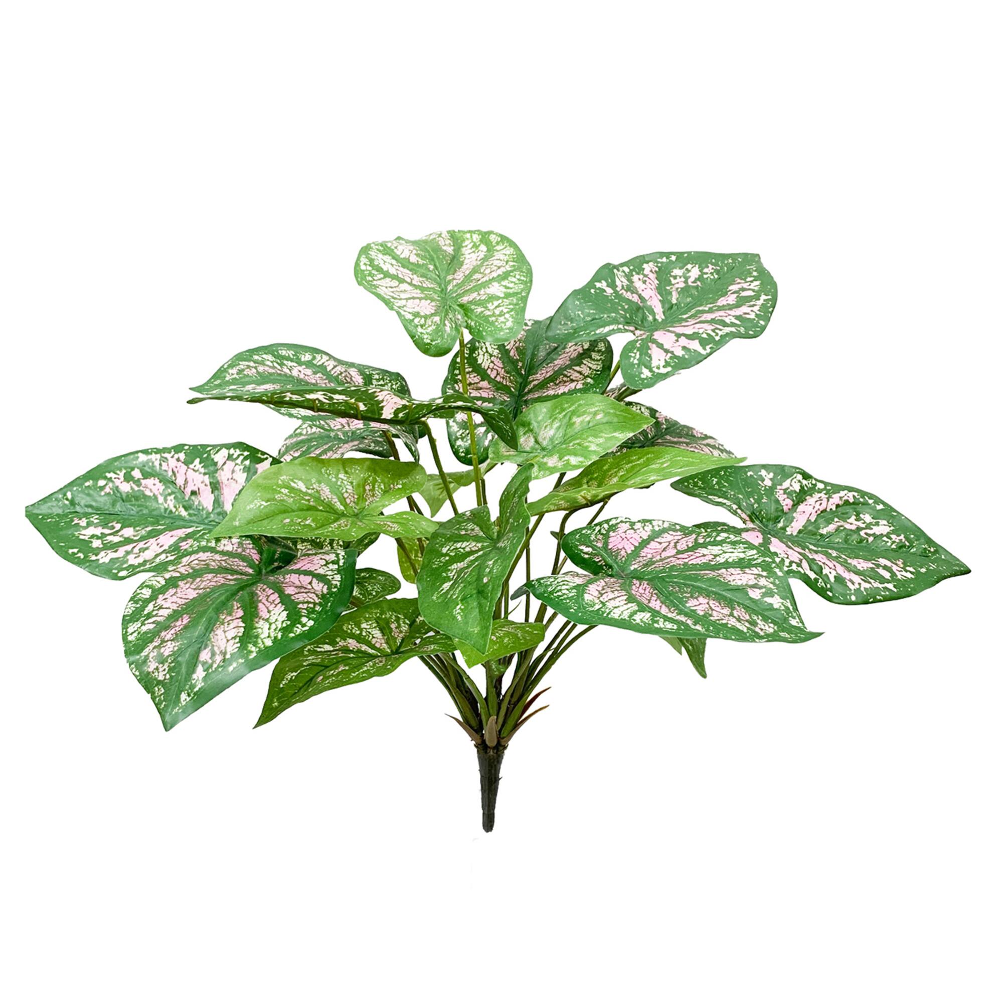 19" Green Caladium Bush by Ashland®